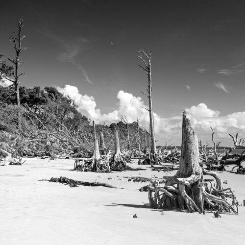 Driftwood Beach II