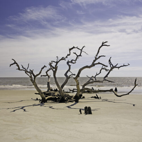 Driftwood Beach I