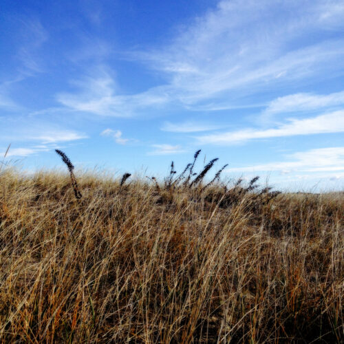 Sea Oats, Cape Cod