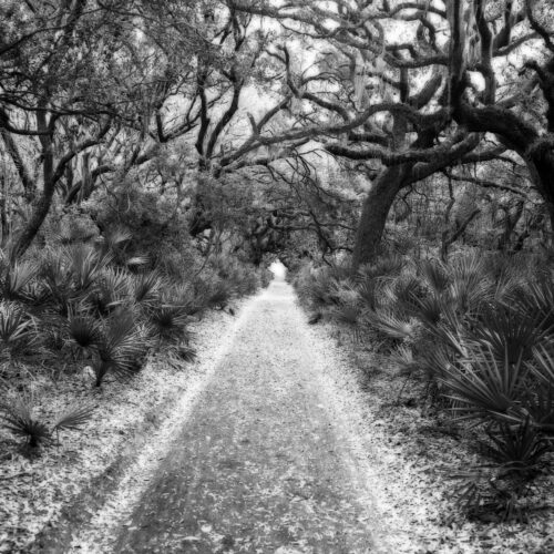 Cumberland Island
