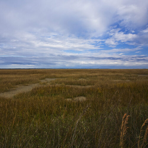 Marshes of Glynn