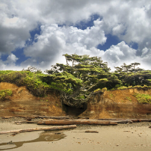 Tree of Life