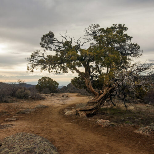 Twisted Juniper I