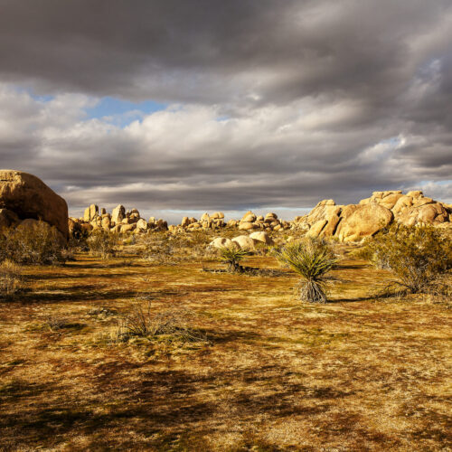 Joshua Tree I