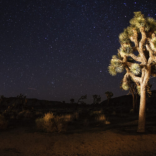 Joshua Tree IV