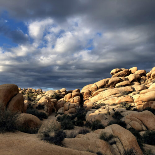 Joshua Tree III