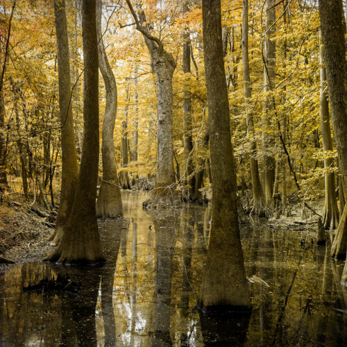 Congaree National Park