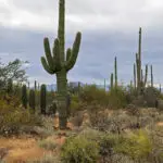 Saguaro Cactus