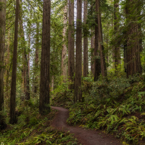 Redwood National Park