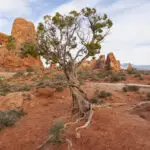 Twisted Juniper II