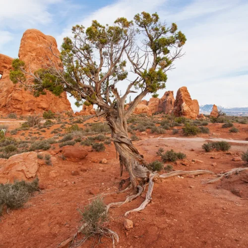 Twisted Juniper II