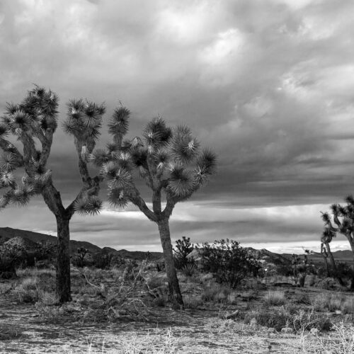 Joshua Tree V
