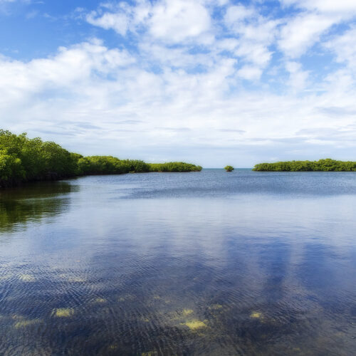 Mangroves of Biscayne Bay